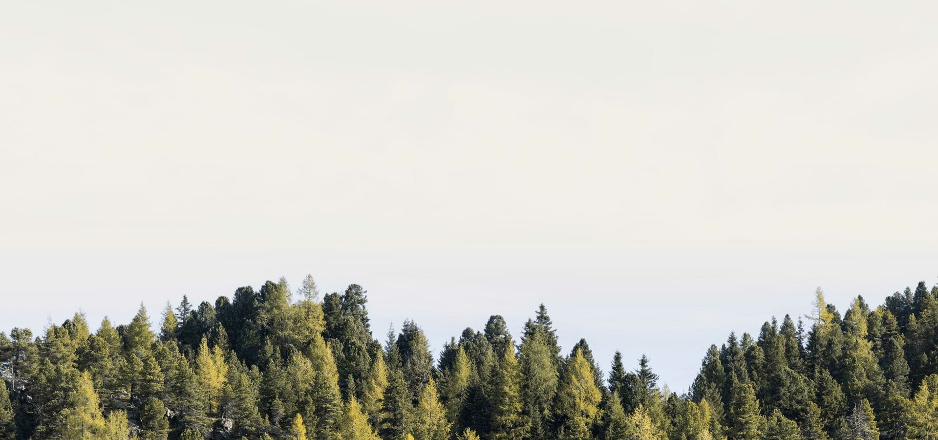 Sommerwald an der Turracher Höhe Ein dichter Nadelwald reicht bis zum Horizont unter einem hellen Sommerhimmel.